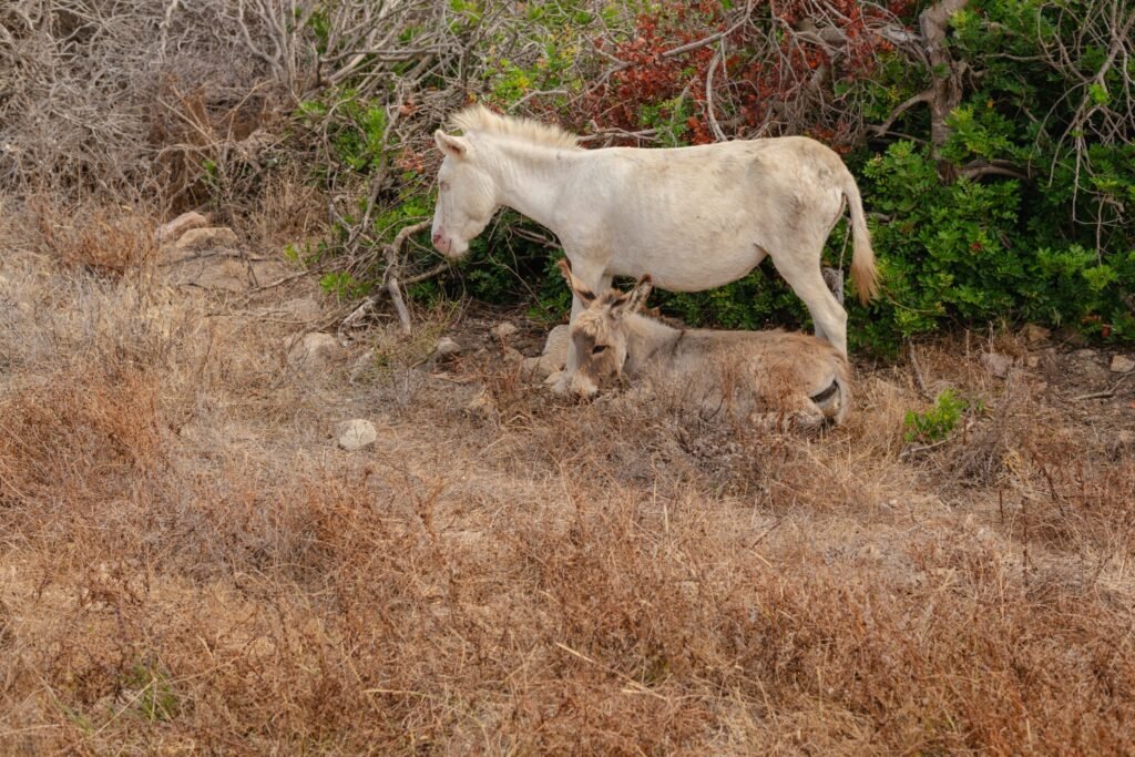 Asinara besuchen sardinien