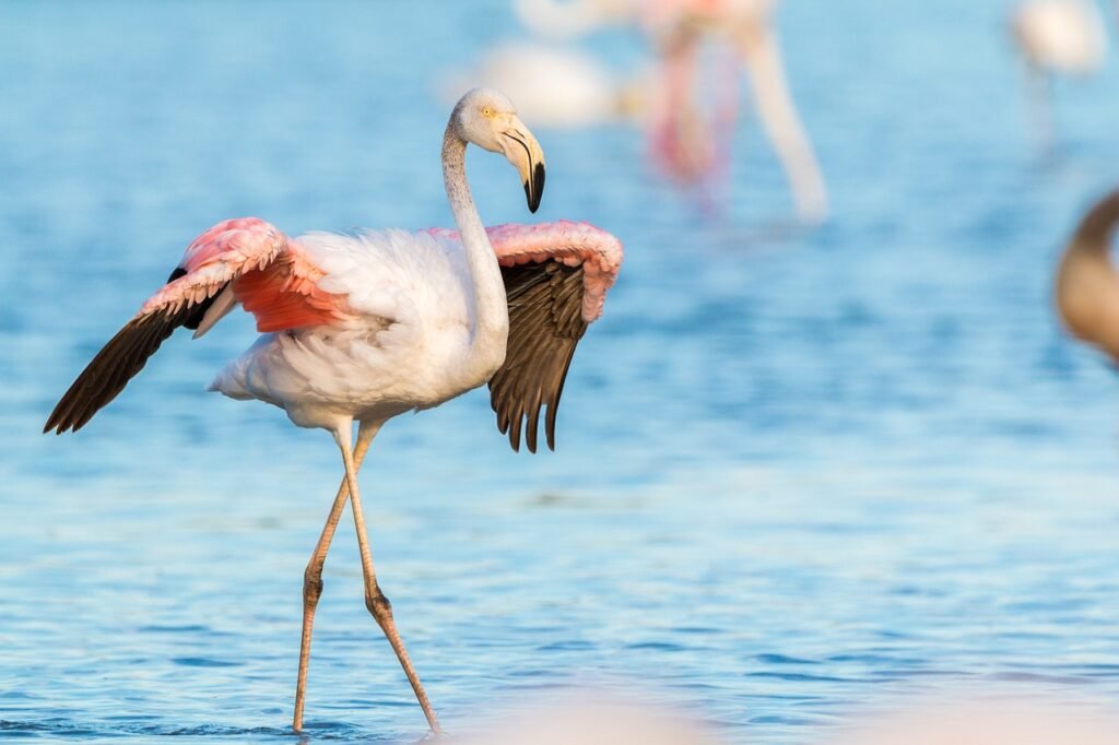 Flamingo salinen sardinien