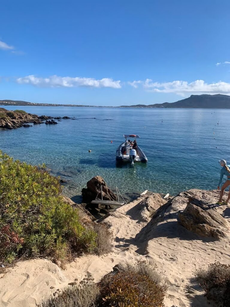 Delfine beobachten Sardinien