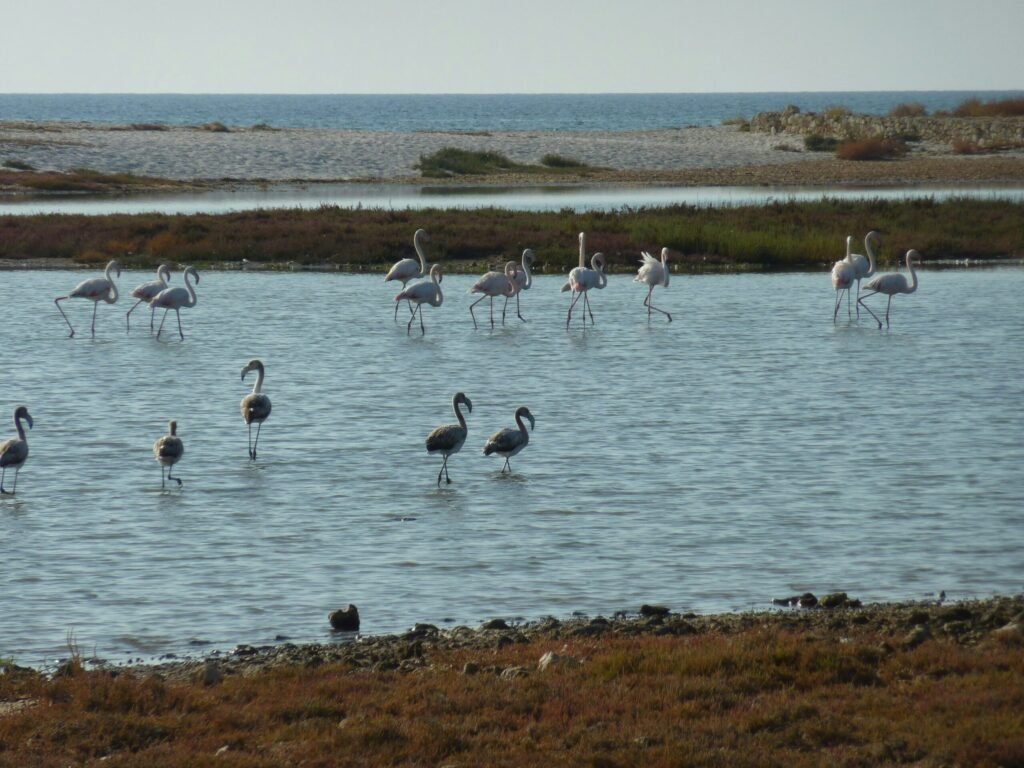 Cabras Oristano Sardinien beobachte Flamingos